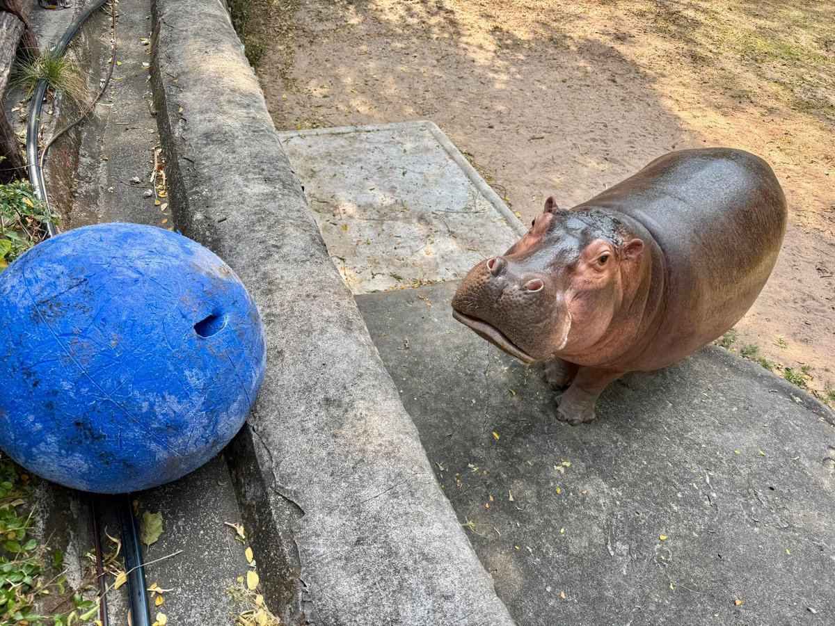 and_khamoo's tweet photo. เรียบร้อย กลับไปอ้วนเหมือนเดิมแหละ 
ไม่ต้องออกกำลังกายและ บอลแตกหมด #hippo #PygmyHippo #ขาหมูแอนด์เดอะแก๊ง #หมูเด้งเด้งกี่โมง #Moodeng #พี่ขาหมู #สวนสัตว์เปิดเขาเขียว https://t.co/L7z7MLzNe1