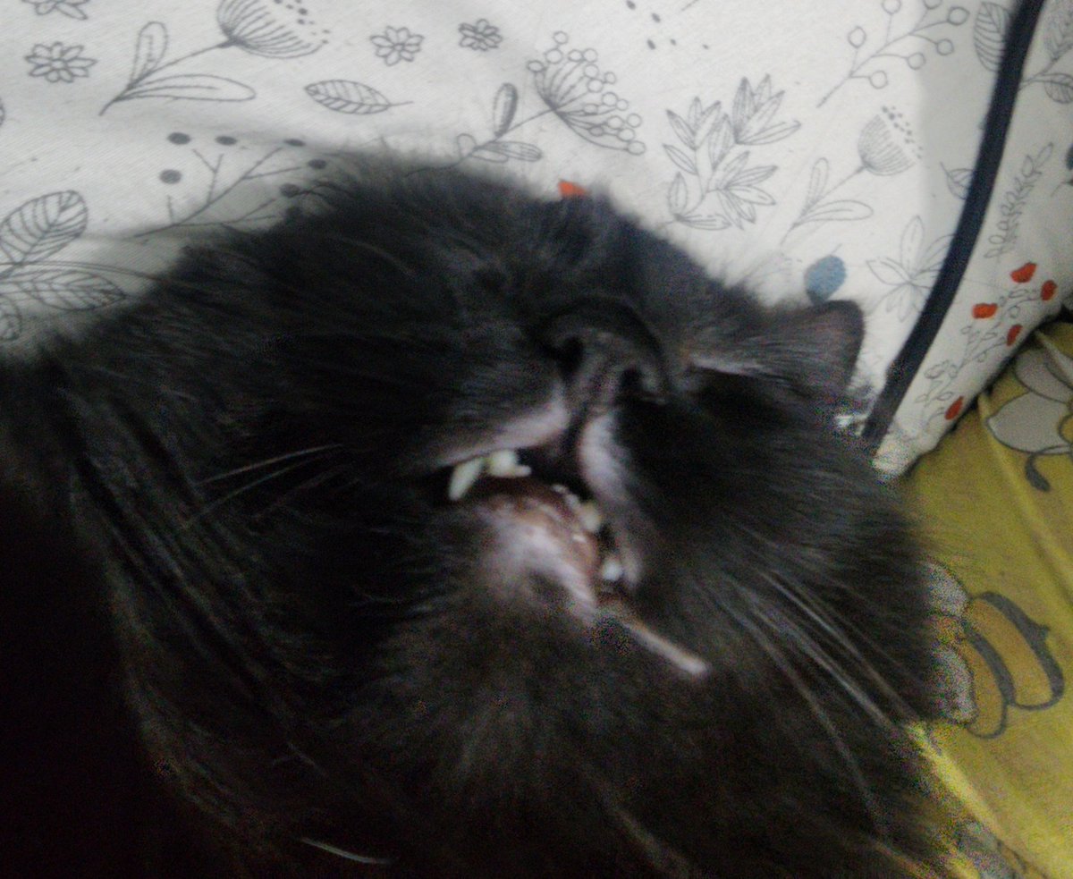 003Sinclair's tweet image. Kucingku lagi tidur jelek banget anjirr