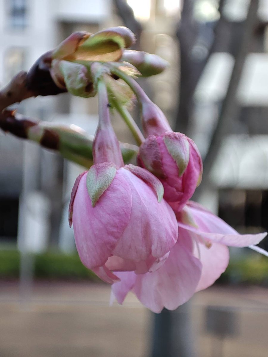 komasan0502's tweet photo. 今年も河津桜が開花しました。
寒い寒いと思っていてももうすぐ春ですね。 https://t.co/VtdQpgDNab