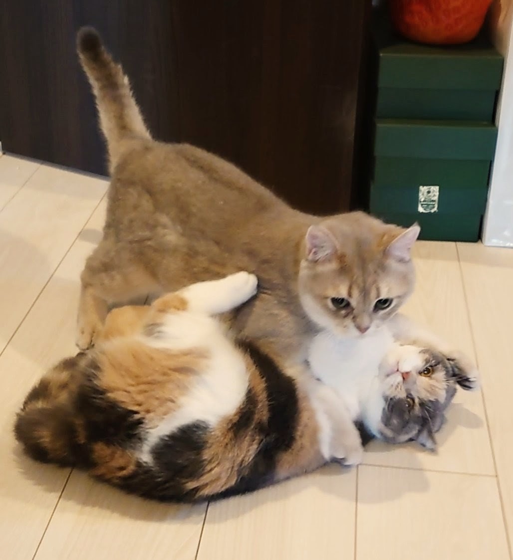 pokomanjyu's tweet photo. 本日のニャンプロ🐈🐈 https://t.co/KSqhOGaytU
