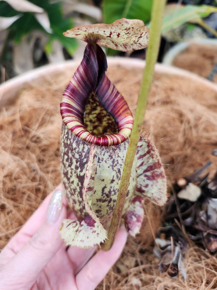 ys37950's tweet photo. N. rafflesiana ♂ S-24

#山田食虫植物農園
＃食虫植物
＃Nepenthes https://t.co/gKyOArX2QP