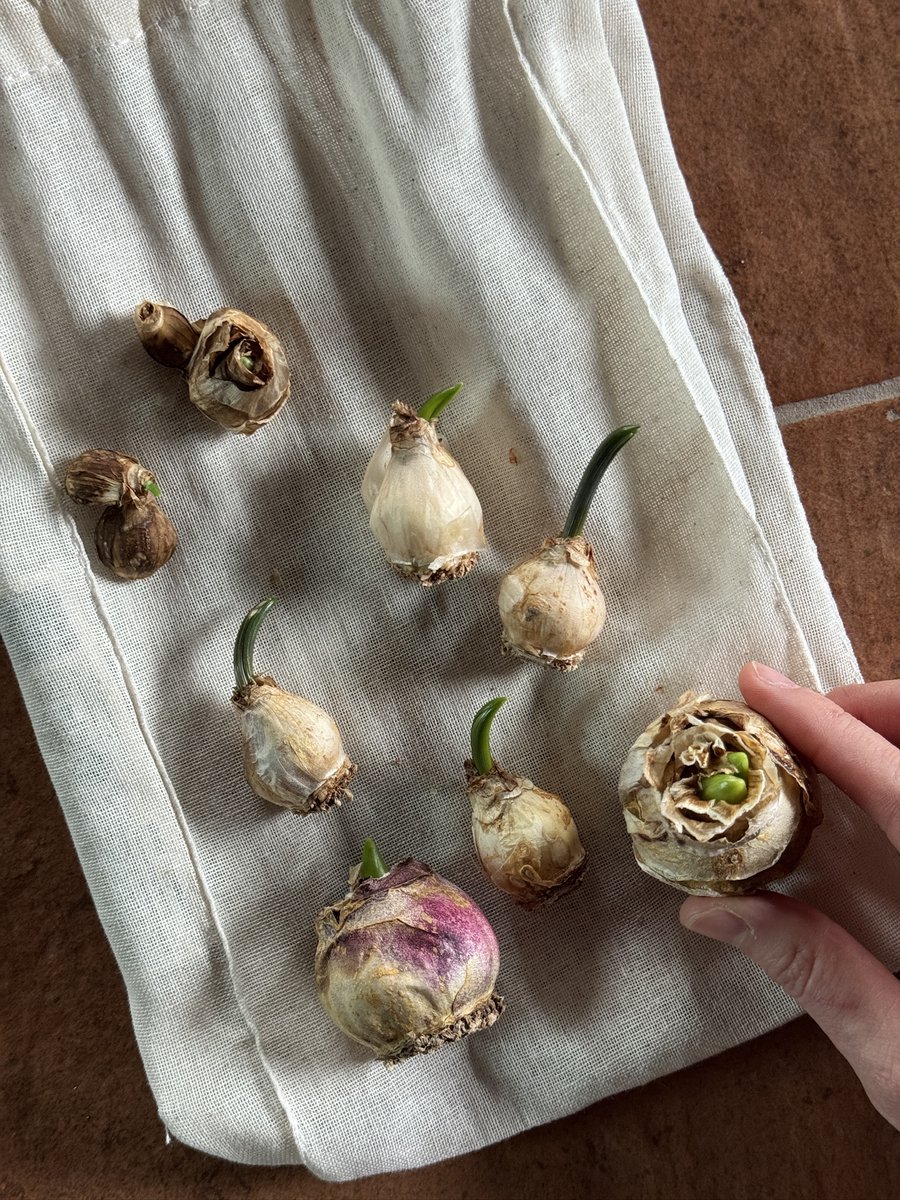 raya7474's tweet image. 아니 신기해... 대체 언제 봄이냐?! 했는데... 작년 봄에 꽃이 진 후 캐내어 잘 말려둔 구근이들 꺼내보니 싹이 나고 있었지 뭐야... 너네는... 어떻게 알아챈 것이야....