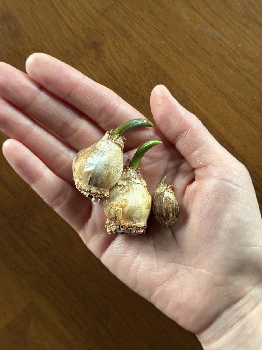 raya7474's tweet image. 아니 신기해... 대체 언제 봄이냐?! 했는데... 작년 봄에 꽃이 진 후 캐내어 잘 말려둔 구근이들 꺼내보니 싹이 나고 있었지 뭐야... 너네는... 어떻게 알아챈 것이야....