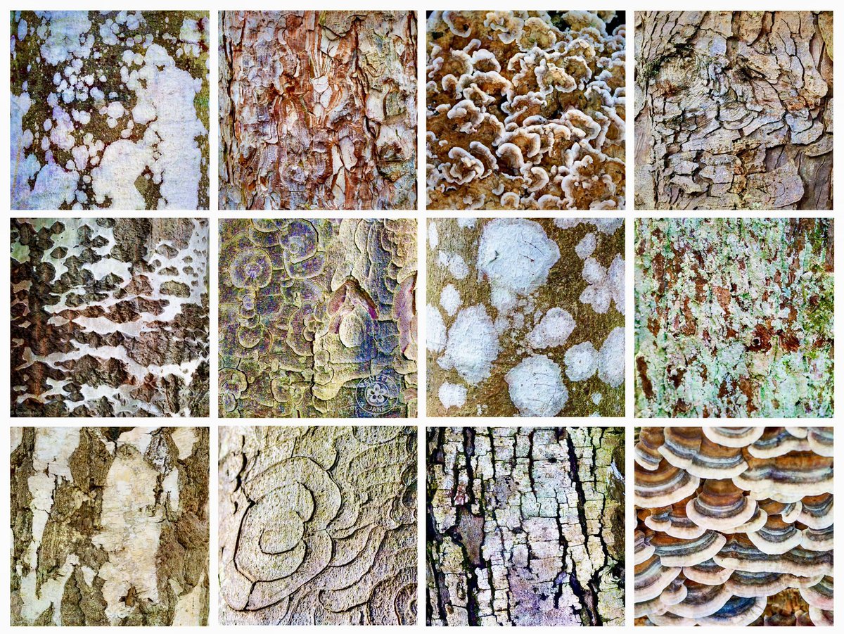 VenetiaJane's Garden tweet media