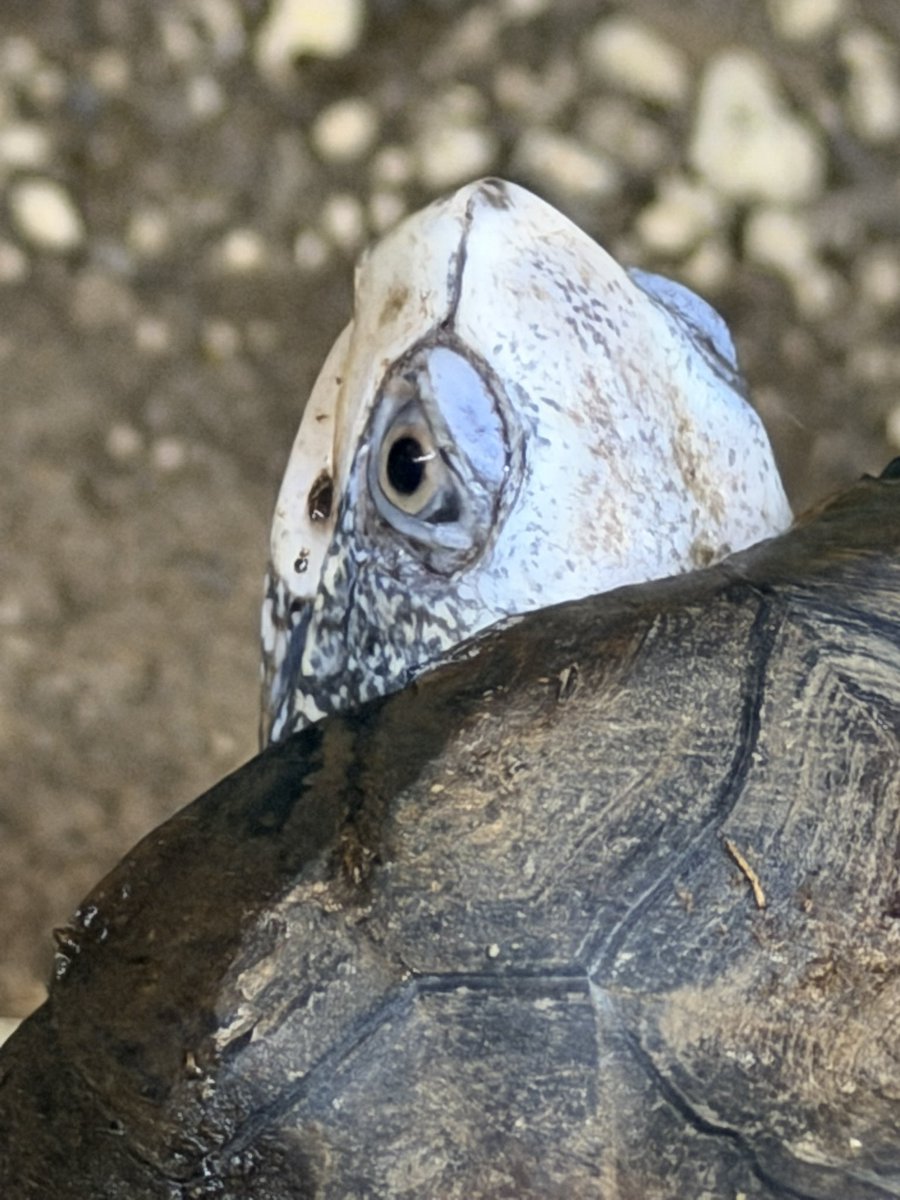 ユカタンハコガメ♂
気がつけば
頭がこの冬で一気白く！！

まだ変化しているので楽しみです！