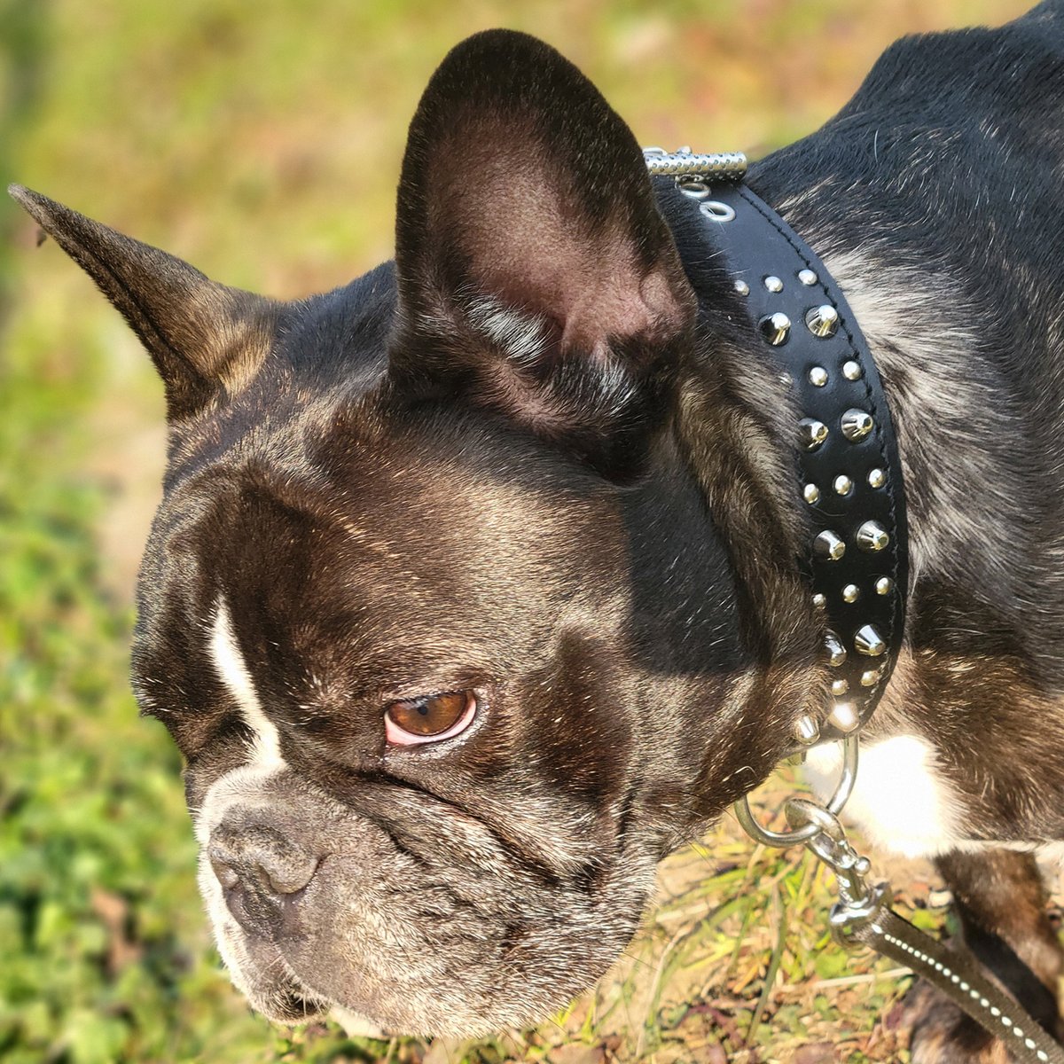 _extraheavy's tweet photo. 装着写真。 #extraheavy #フレブル #フレンチブルドッグ #frenchbulldog #buhi
https://t.co/Ptt19aVolb https://t.co/rwLzBQ2ZEN