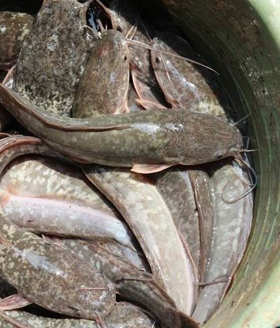 akun hewan | tapi bukan tweet media