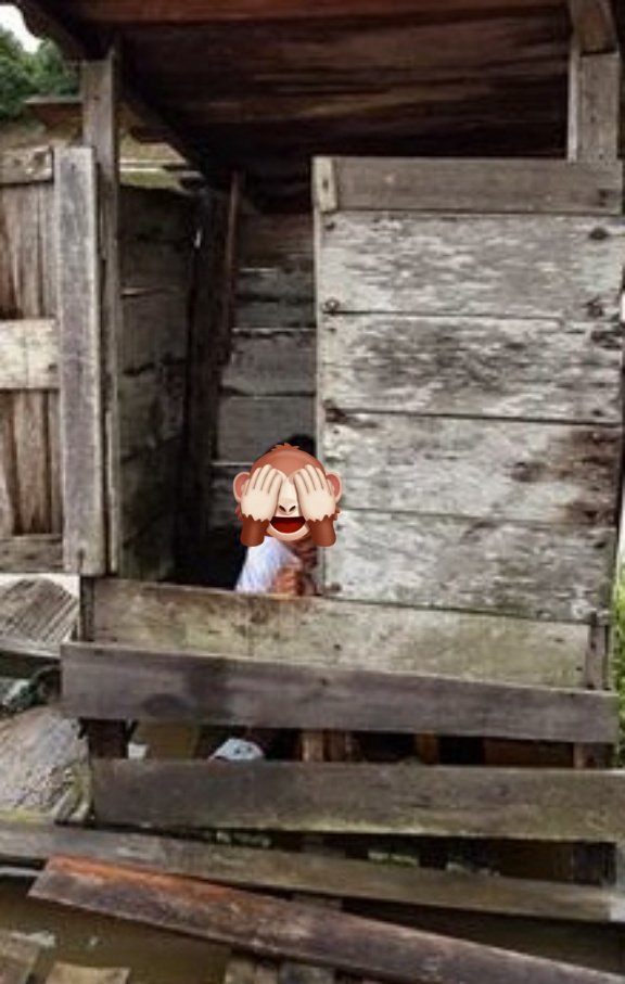 akun hewan | tapi bukan tweet media