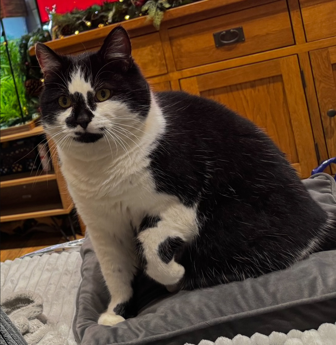 Cat Call tweet media