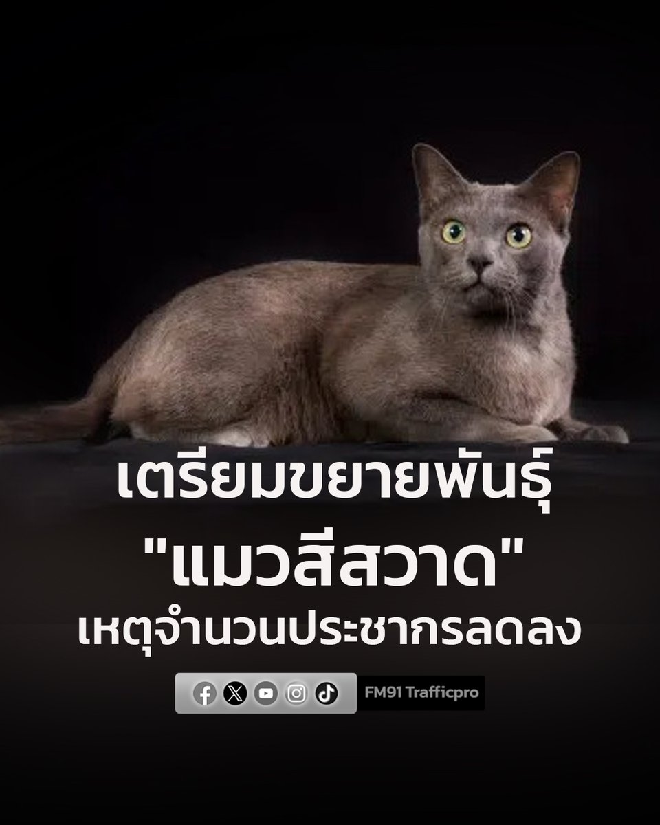 ชมรมอนุรักษ์แมวโคราชเมืองพิมาย เตรียมขยายพันธุ์ "แมวสีสวาด" หลัง ครม. เห็นชอบแมวไทยเป็นเอกลักษณ์ประจำชาติ เหตุจำนวนประชากรลดลง

fm91bkk.com/newsarticle/65…

#แมวสีสวาด #แมวโคราช #แมวไทย #สวพ91 #FM91