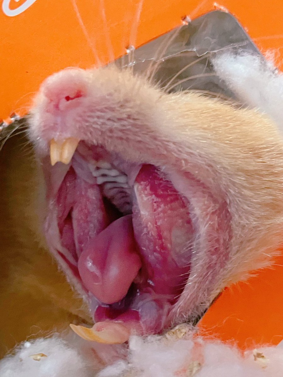 ネズミ🐹 tweet media