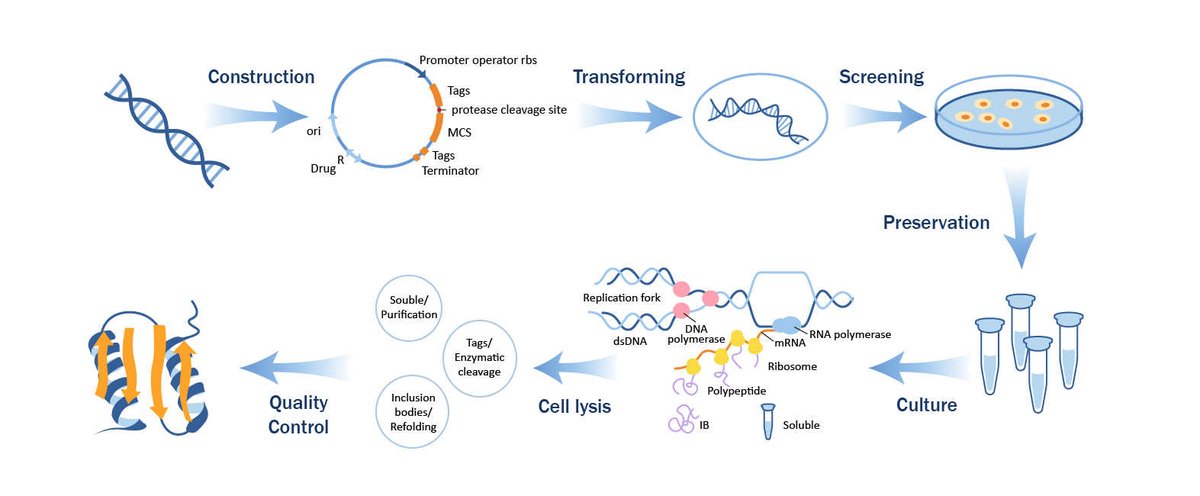 Quality Control of Recombinant Products Expressed in E. coli
Creative Diagnostics provides the following analytical methods for monitoring E. coli host cell nucleic acids and protein residues in CGT products.
View more: qbd.creative-diagnostics.com/applications/q…