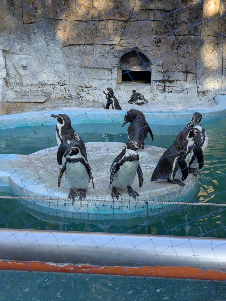 のっか tweet media