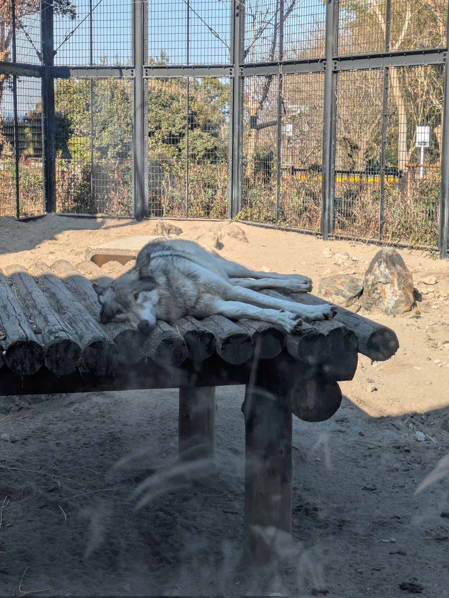 のっか tweet media