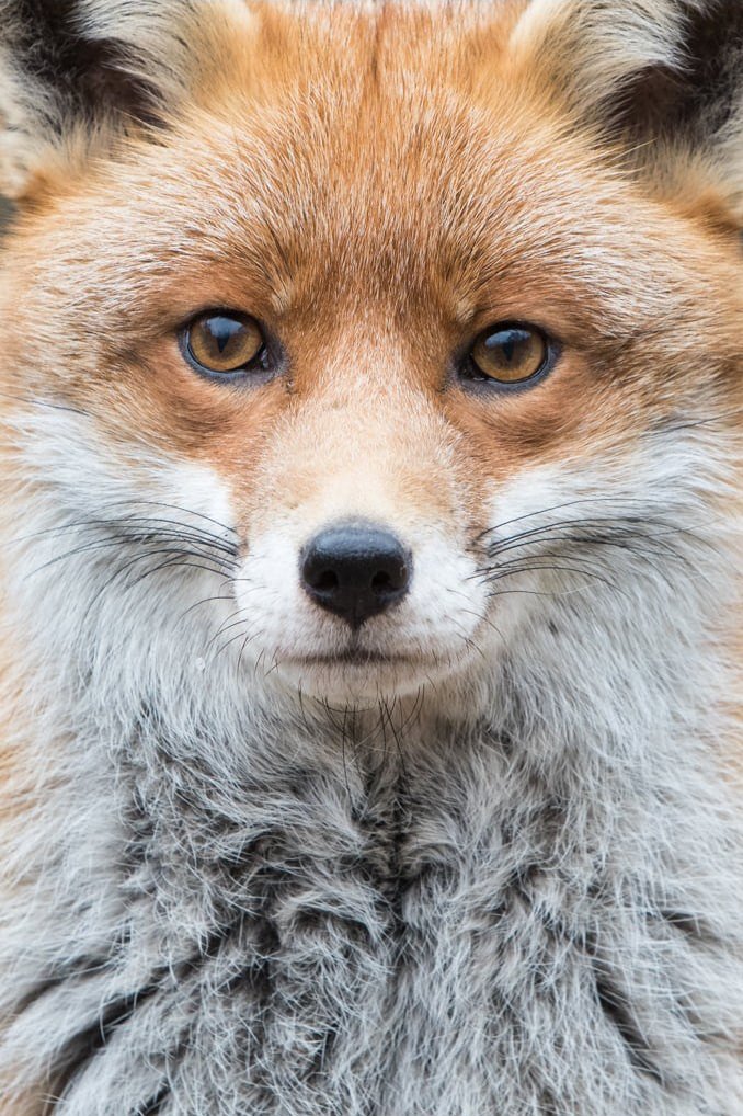 RichardBowler1's tweet image. Just look at that face, how lucky are we to still have such beauty in our countryside. Then watch @Channel4News expose on trail hunting to see the ugly side. Ban trail hunting now.
#FoxOfTheDay
