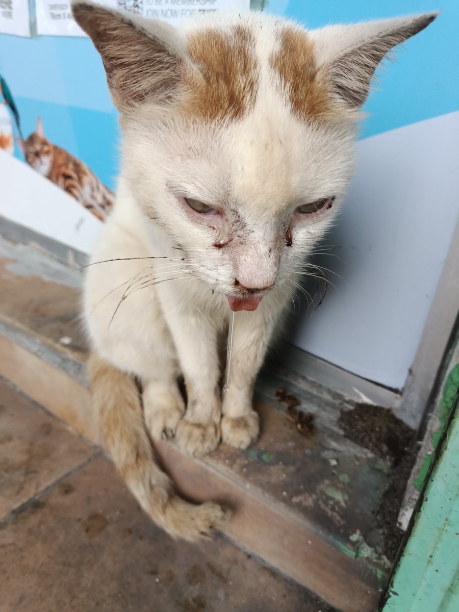 fourmeows tweet media