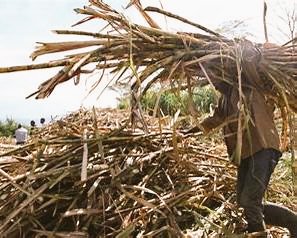 Every cane harvested at Busia Sugar, supports a famer, feeds a family and keeps the community moving. #Harvesting season #Busia Sugar# Kenya Agriculture