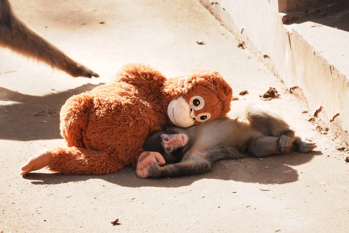 ikusan0103's tweet photo. 人工哺育の子ザルちん。寝る時もいっしょ  #市川市動植物園 #ニホンザル https://t.co/CL1NY3B2RP