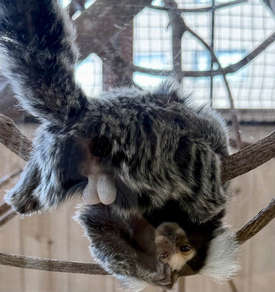 Post by たろう on X: キンタマン