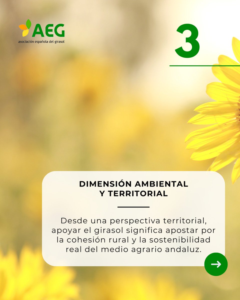 📣 El cultivo del girasol y la AEG como herramientas para la sostenibilidad de los secanos andaluces.

🌻 Nueva nota de prensa ya disponible.

📲 Léela completa en aegirasol.org o accede directamente desde aquí ➡️aegirasol.org/el-cultivo-del…

#Aegirasol #girasol #cultivos