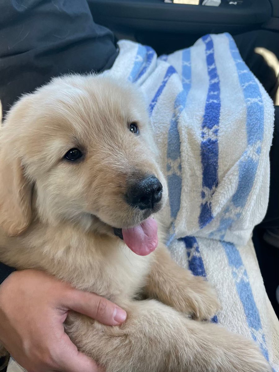 ゴールデンのボンド tweet media