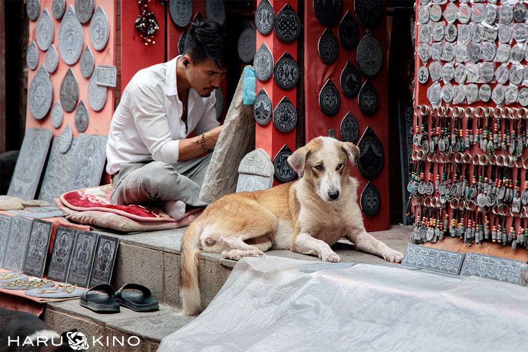 ネパールわんちゃん特集