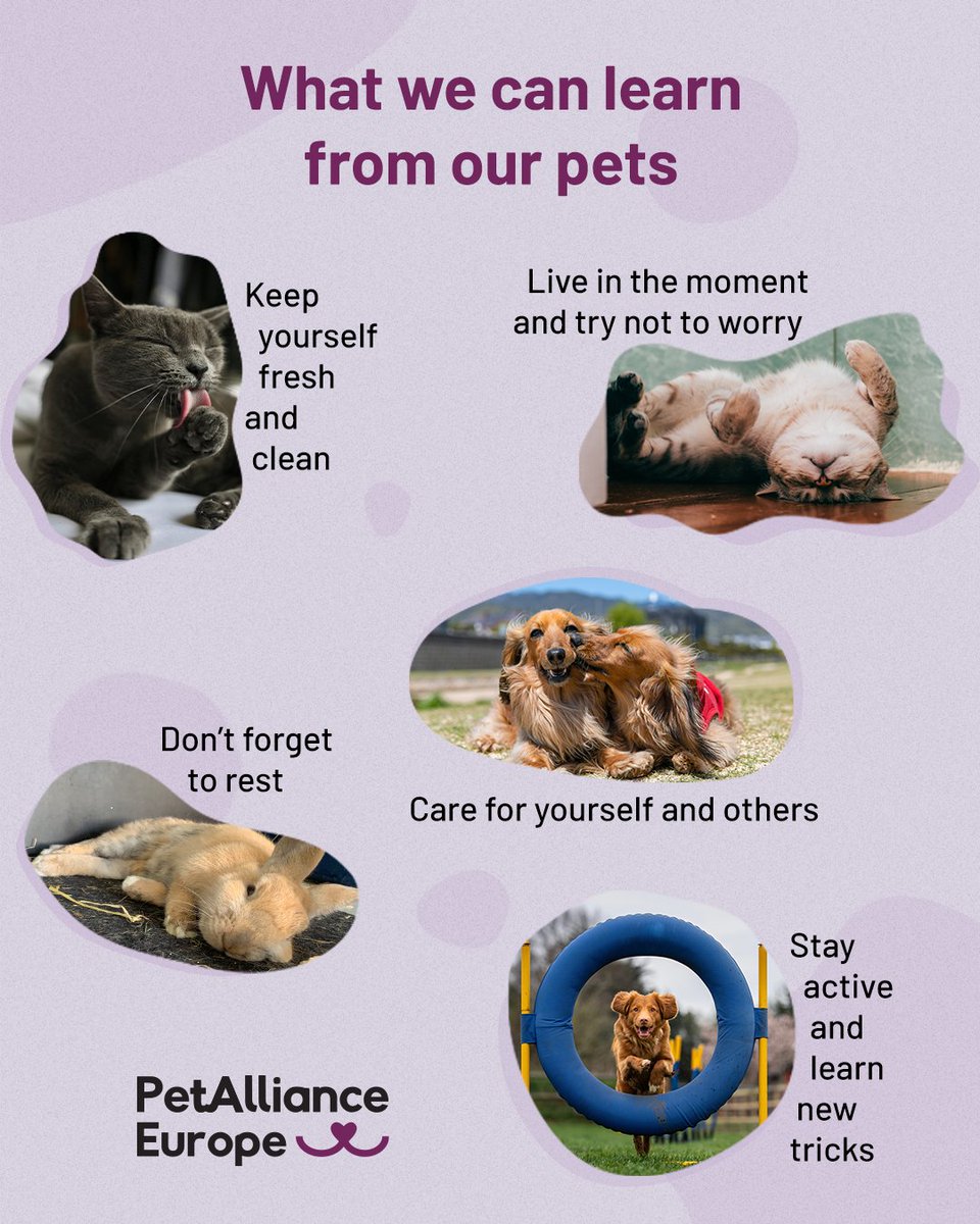 PetPowerEU tweet media