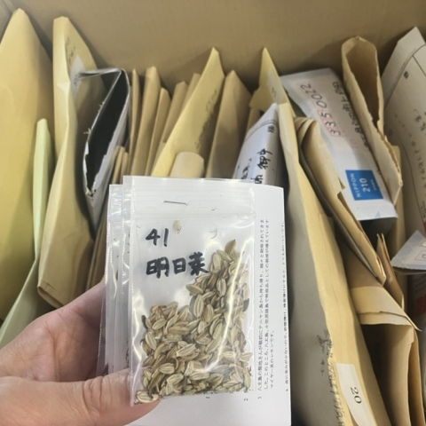 #現代農業 誌上 #タネ交換会 2026　速報📢

島嶼部からもタネが届いています！🏝️
島で古くから栽培されている「アシタバ」や「レモン」👀！
「アシタバの発芽率は低い」とのこと🤔難易度高め!?

タネ交換会の応募〆切は明後日まで（2/6（金）必着）です📅

まだの人はお急ぎください！🏃