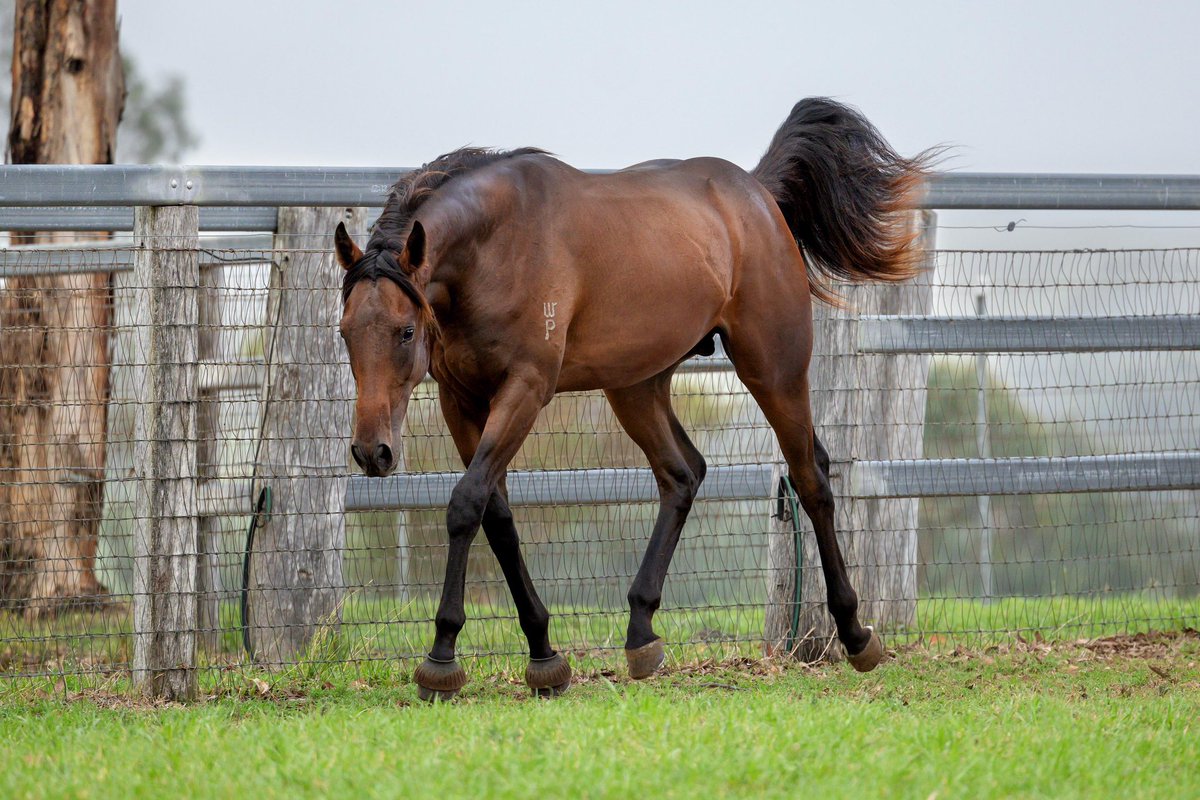 WillowParkStud tweet media