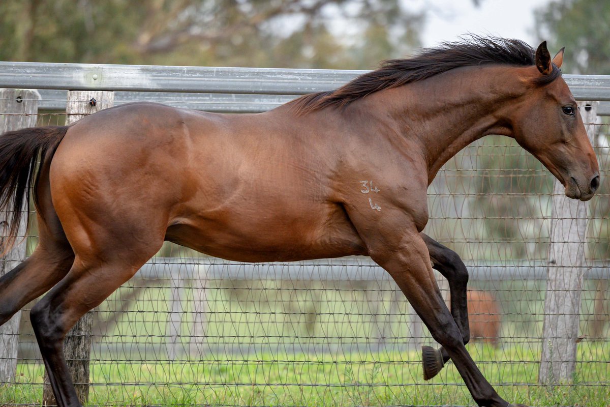 WillowParkStud tweet media