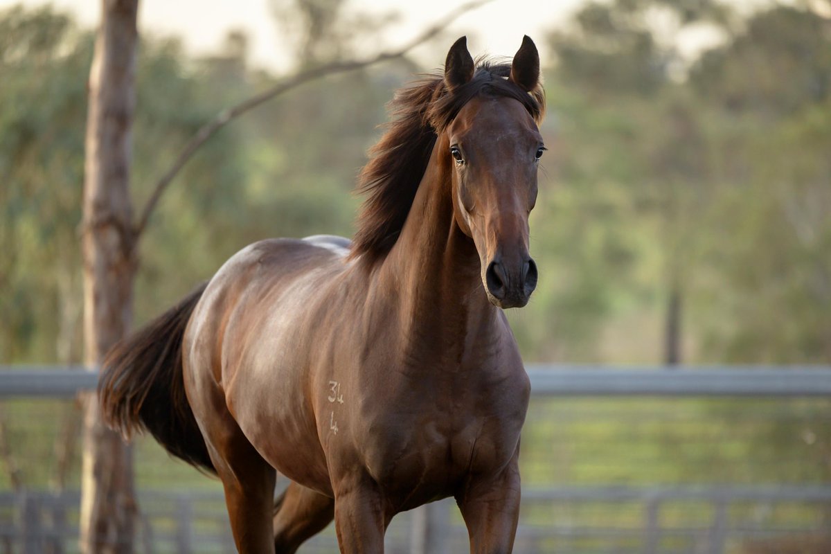WillowParkStud tweet media