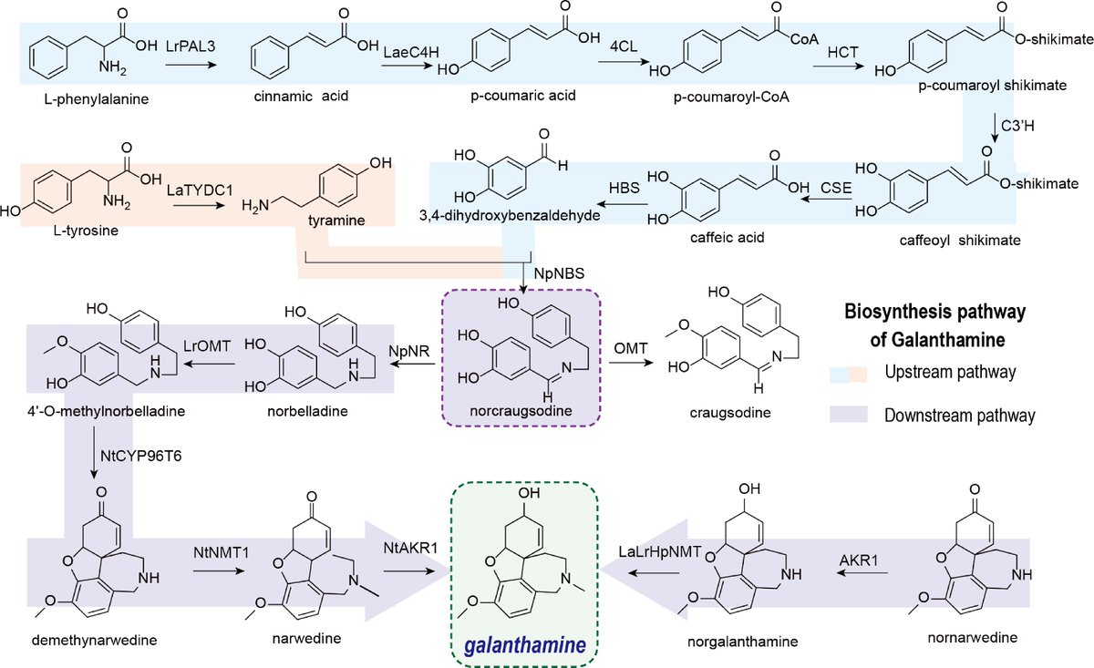 HortiPlant's tweet photo. #MPB
Review explores advances in galanthamine production: biosynthesis, chemical synthesis &amp; pharmacology, aiming to meet rising demand for this Alzheimer's drug.
@MaximumAcademic @PlantPhys #Galanthamine #Alzheimers
Details: https://t.co/YV72zTSnUb https://t.co/wxwzqzRMIC
