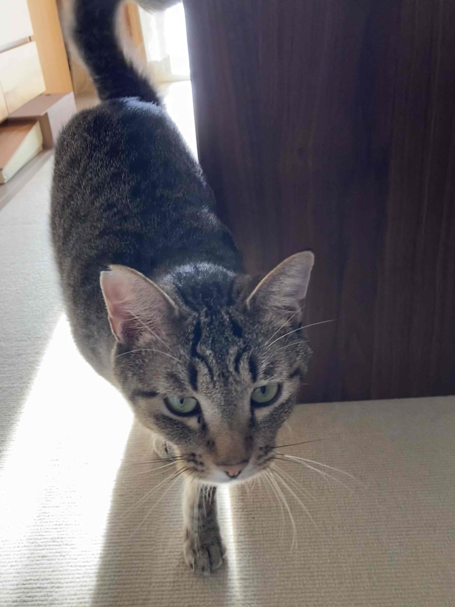 ＃ネムウト
日向ぼっこネムにカメラ向けたら～起き上がってずんずん近づいてきた！時の連写
なぜかレンズ通すと普通のカーペットに水の波紋模様できてる??