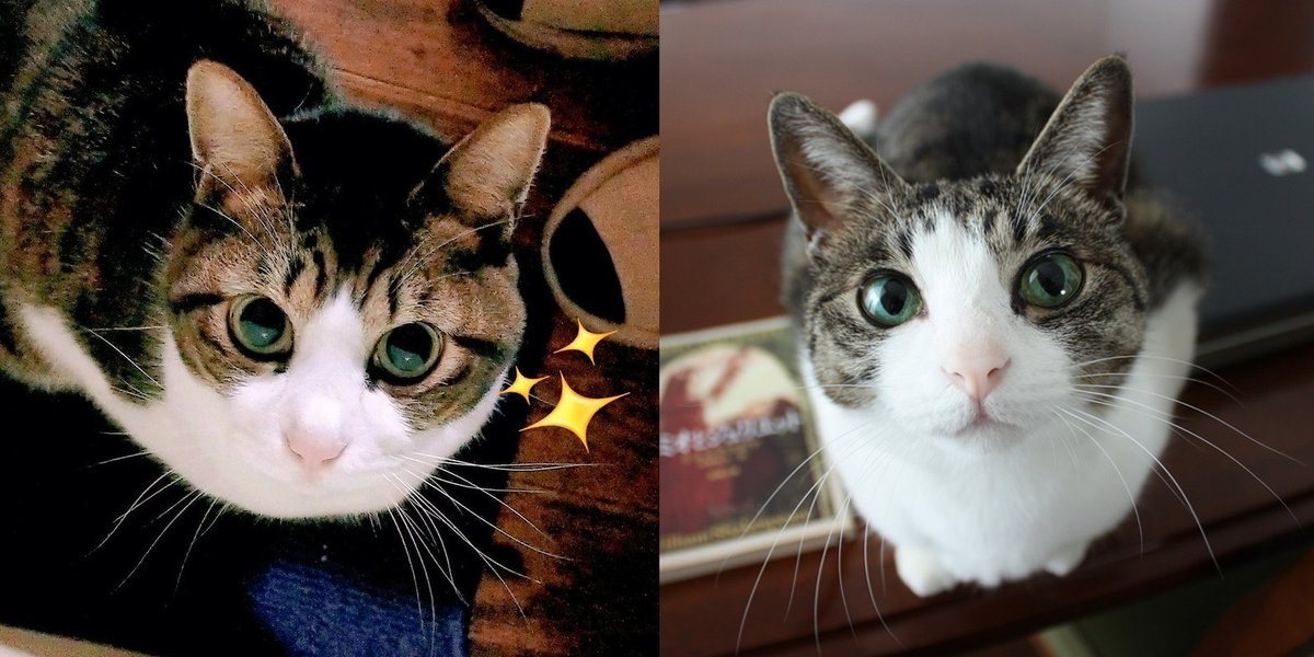 707kisaLovekK @WLKlJEkWsv17377 ハチワレシロサバ ほぼ一致ですね。