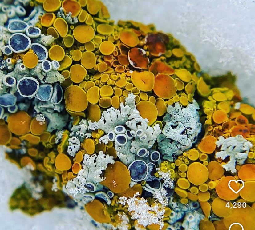 Willcoxrm's tweet photo. Why look again at Lichen? https://t.co/oAwujQJXSF

#CarbonCapture #SoilHealth https://t.co/FtAOeQ5wlQ