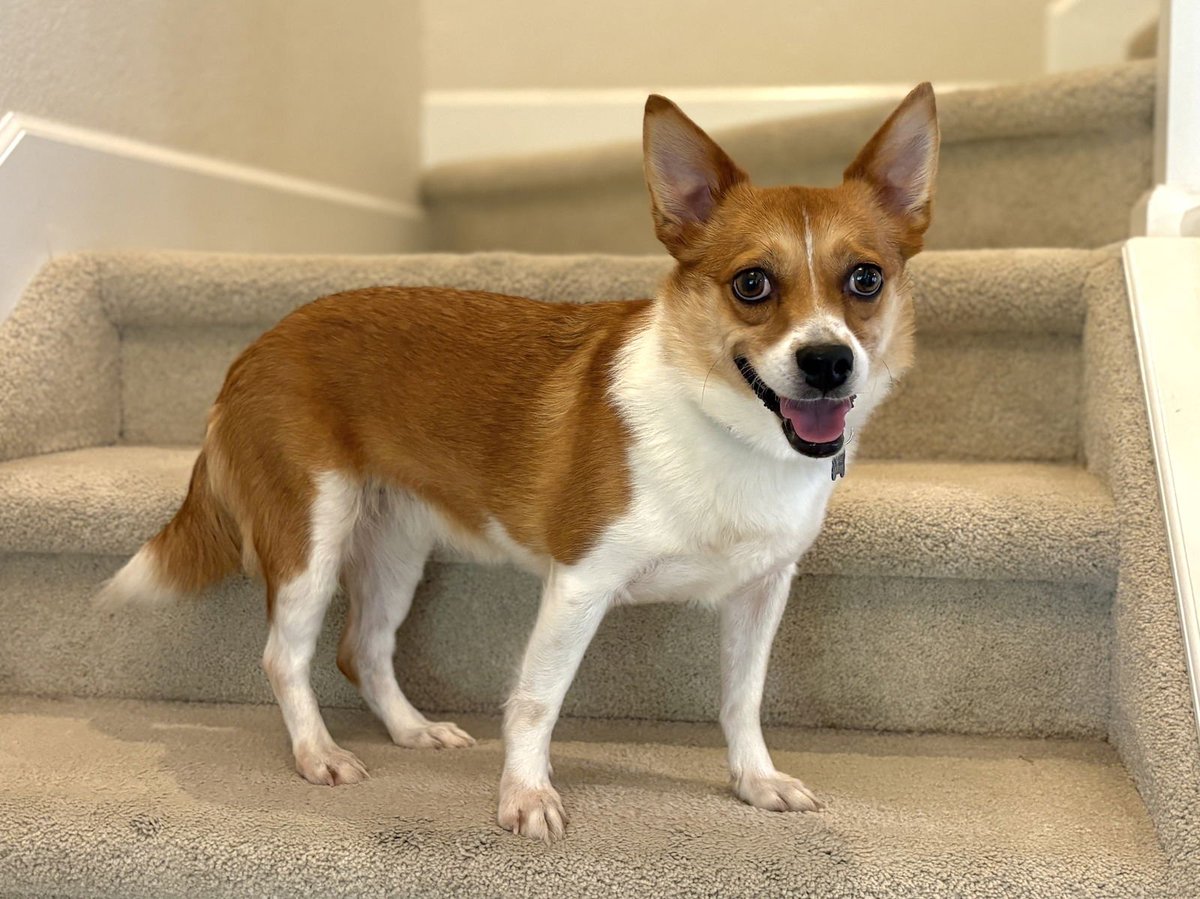 Corgi Every Hour tweet media