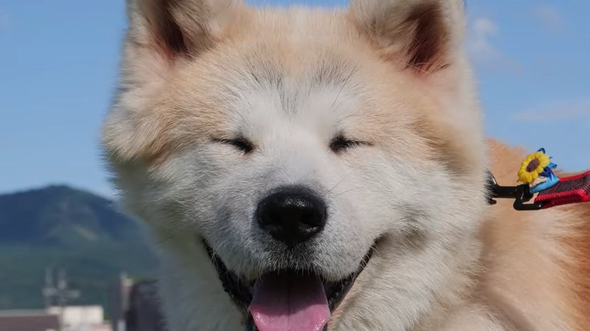 【あきたいぬなかま】 が更新されました🐾
今回は笑顔が素敵な「ハチくん」をご紹介🐶

実はハチくん、大切な家族から飼育放棄された過去があります。

とても胸が痛むお話ですが、ハチくんの過去と現在、ぜひその目で確かめていただきたい動画となっています！
media.hachifull.jp/story/akitainu…
#秋田犬