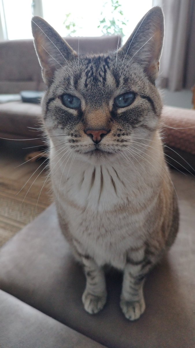 veertje0110's tweet photo. @dawdler2122 @PostsOfCats https://t.co/MMJnqeHNYx