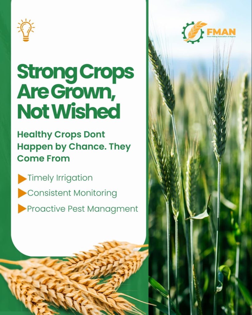 fmanng_'s tweet photo. Strong crops are grown, not wished. 🌾
At FMAN, we support farmers with the right practices, knowledge, and systems to strengthen wheat production and Nigeria’s food value chain.

#FMAN #WheatProduction #FoodSecurity  #AgricultureinNigeria #FarmerSupport https://t.co/x4Whun87KD