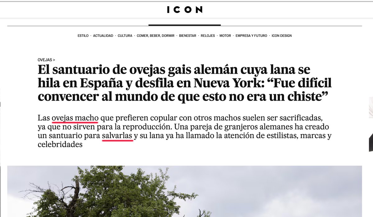GotzonAr's tweet photo. Apreciado y woke redactor de El País: resulta que las "oveja macho" tienen un nombre específico: carneros. Esta curiosa circunstancia, la de tener nombre propio digo, también se da en otras especies: por ejemplo, las "vacas macho" se llaman toros. De estilo y relojes sabrá usted mucho -y el resto de la redacción- pero de animales de cuatro patas, a excepción de su mascota, ni idea #ovejas #carneros #ElPaís