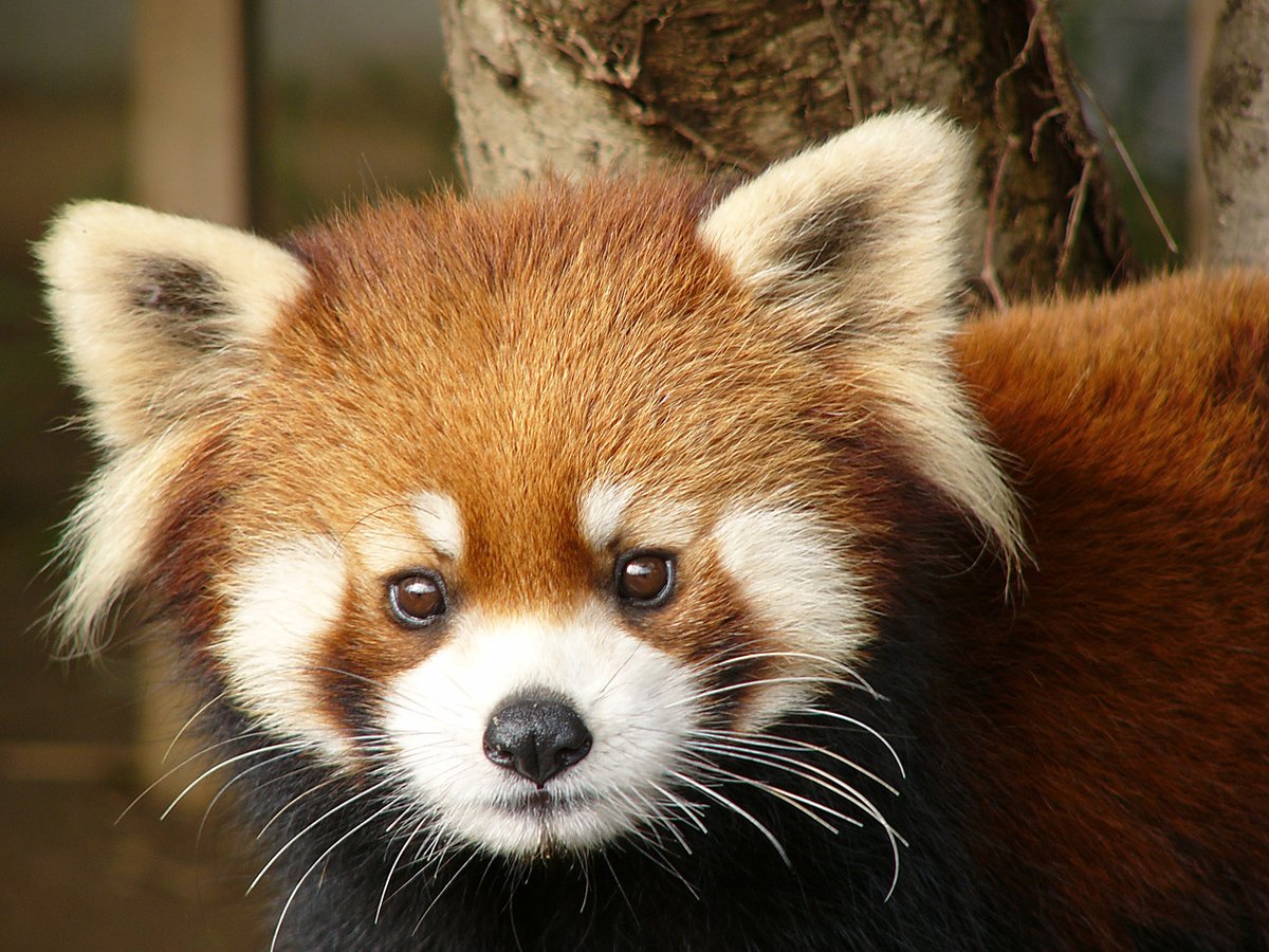 Jami (@redpanda3695) / Posts / X