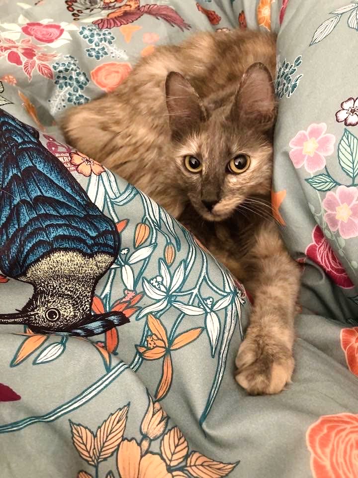 MichaelCailloux's tweet photo. Approved by kitty 🐾
Nature précieuse for Linvosges : https://t.co/Ew4A0Fi0Dy
—
#Linvosges #Collaboration #michaelcailloux https://t.co/Odicng6ve7