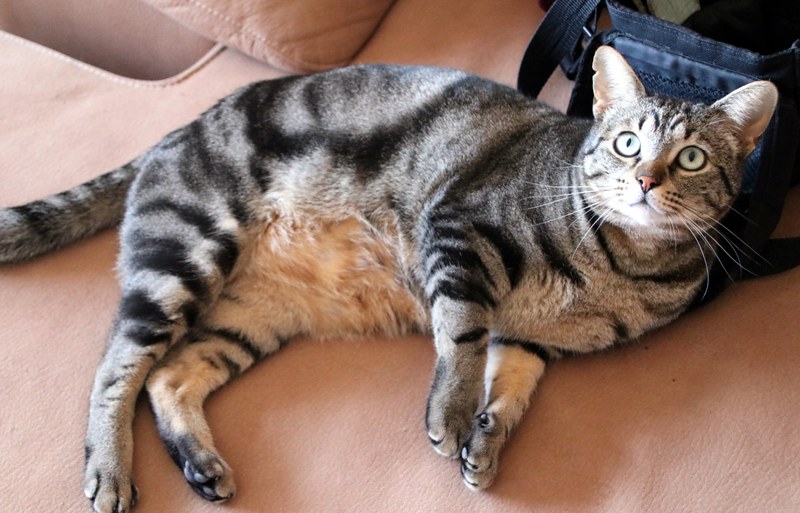 AdopFelinasVLC's tweet image. #NOEL no quiere que te vayas, por eso se tumba encima de tu bolso 😜👍
adopcionesfelinasvalencia.es/gatos-en-adopc…