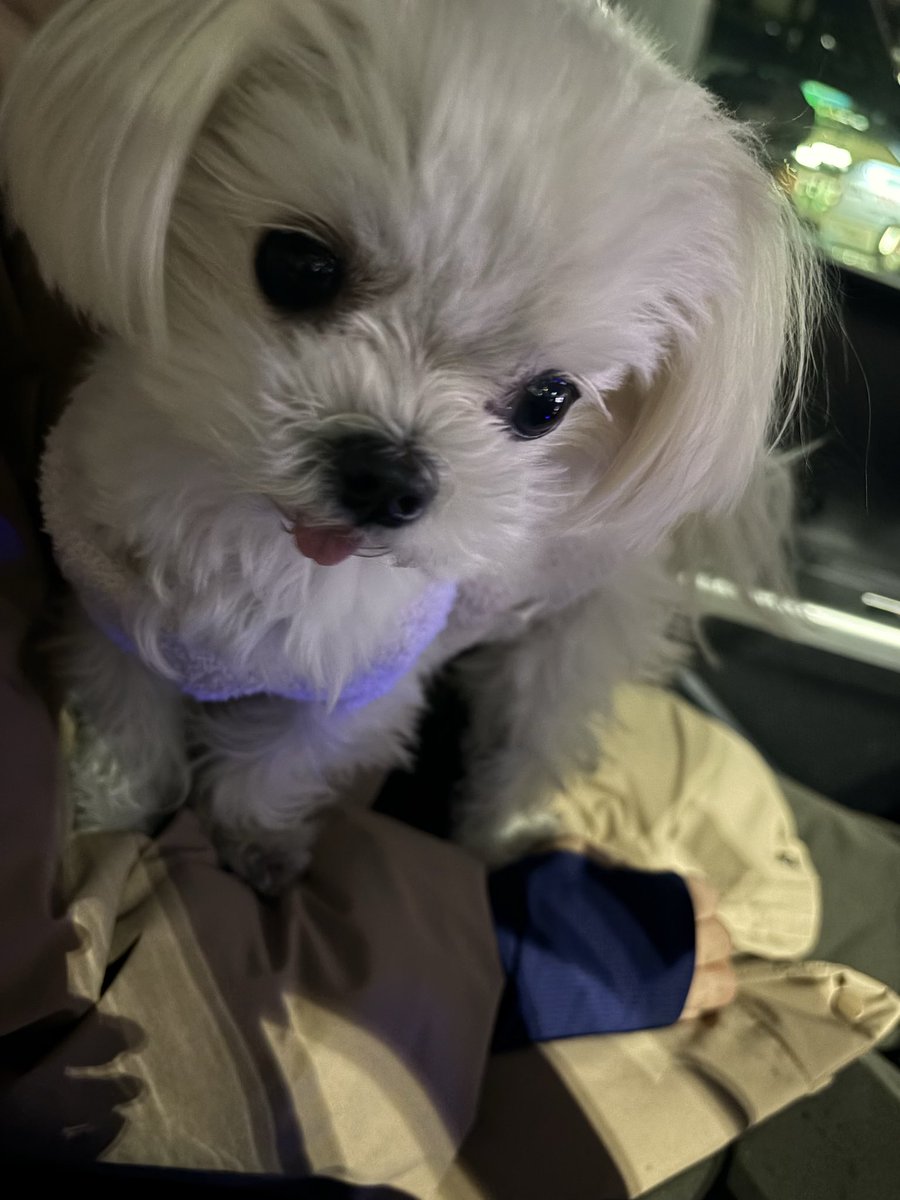 ましゅー🌸マルチーズ🌸 (@ej32_s) / Posts / X