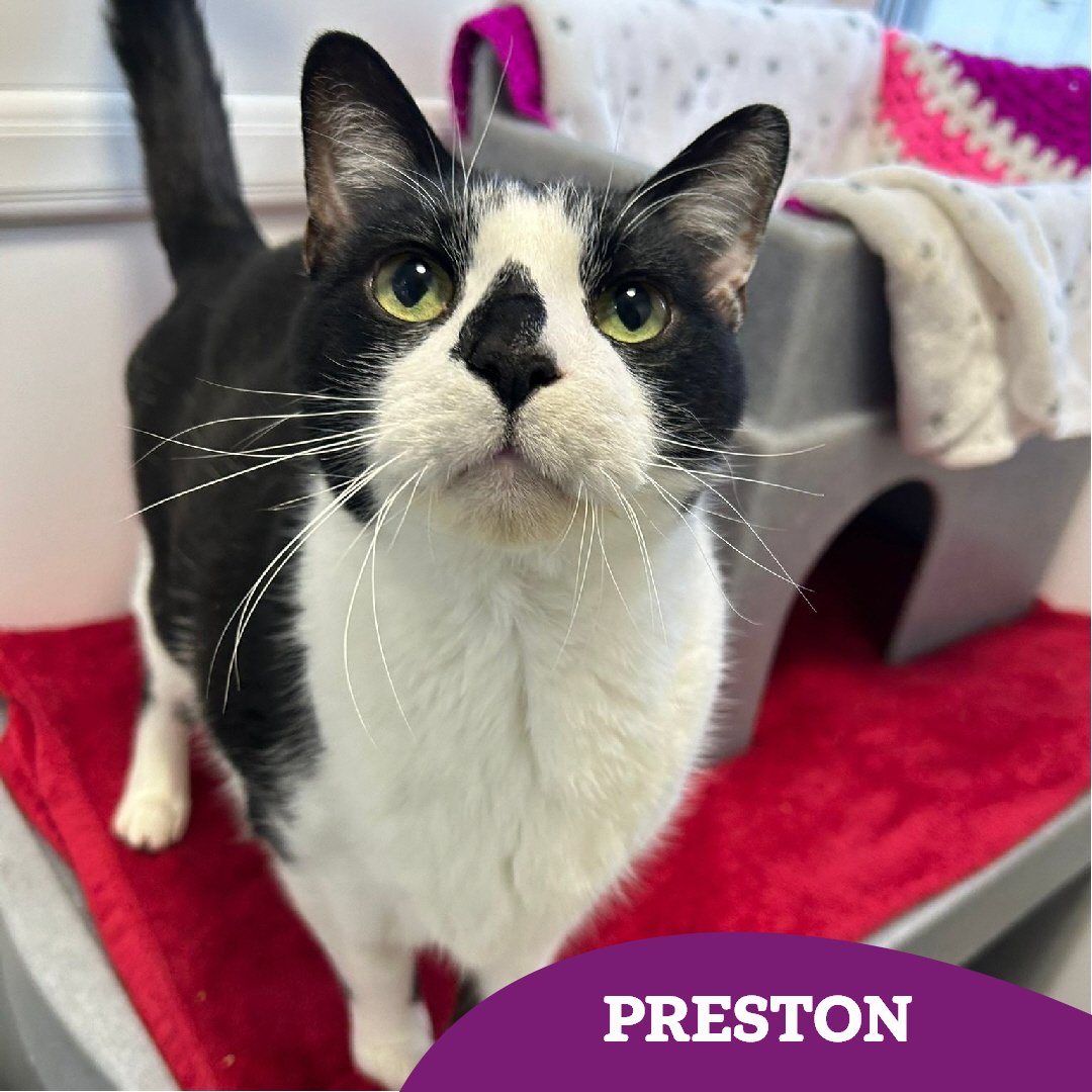 Unfortunately, Preston isn't having much luck in finding his #fureverhome 😿 

Could you lend a helping paw and share his story? 🐾 

👉🏻cats.org.uk/tyneside#adopt…