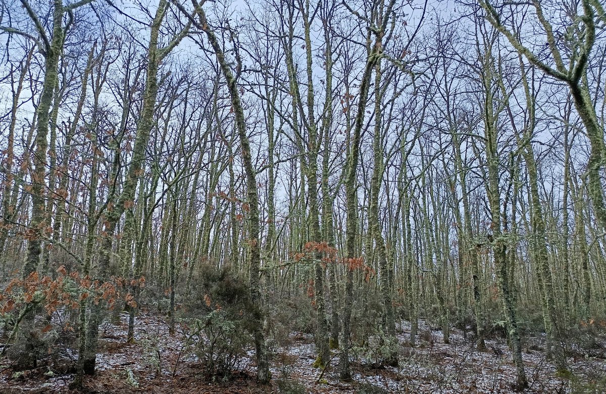 ☄️ (@ryuukvindr) on Twitter photo 