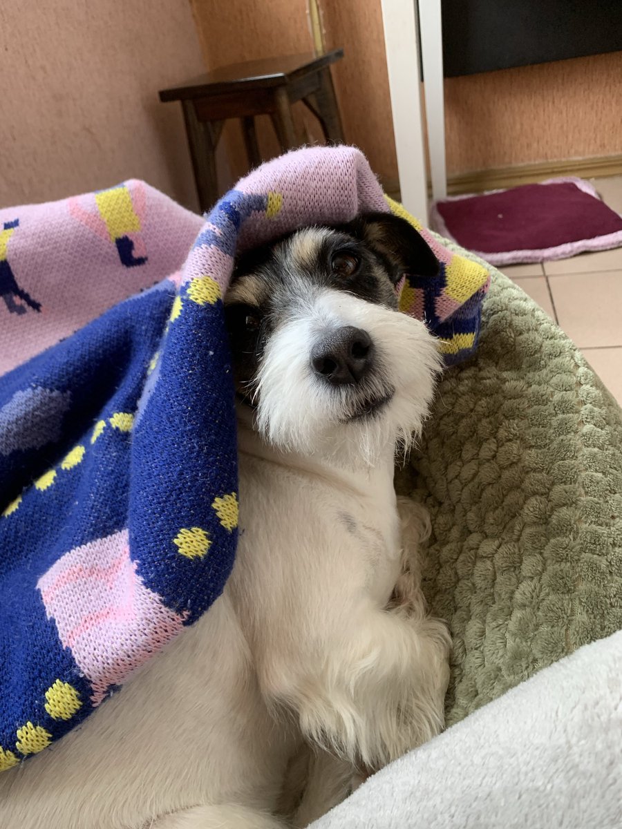 LightyDjan's tweet photo. Еліот поїхав вже куди слід ♥️

Роккі вкрилась, бо шо його робити, коли хата ще не натоплена зранку, а зі спальнику вигнали 😂

Старлінки туть. Дякую 🙏

Для Буревію ♥️ , 225 ошб та 37 Об

🎯Ціль: 39 000.00 ₴

🔗Посилання на банку
https://t.co/4zUKz1SQSv

💳Номер картки банки
4874 1000 2417 8538

#NAFO
#NAFOfellas
#зкраплинутворюєтьсяморе
#котикипокиївськи 
@hottaspotta ♥️♥️♥️