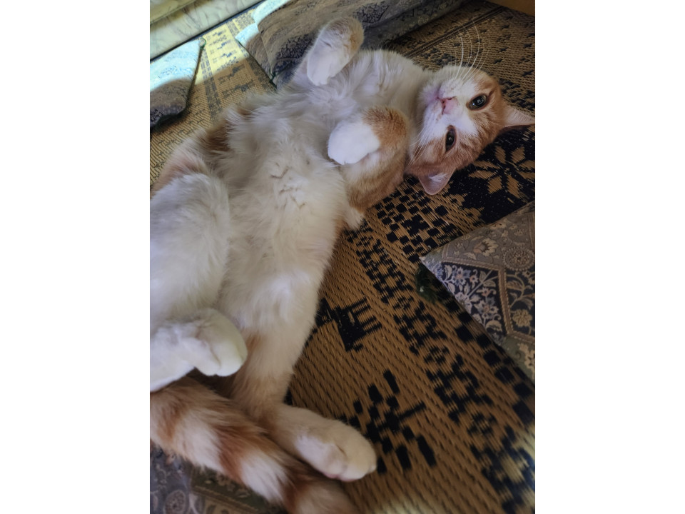 ぶいとら丸＠Vスト250 (@vst250zx25r) / Posts / X