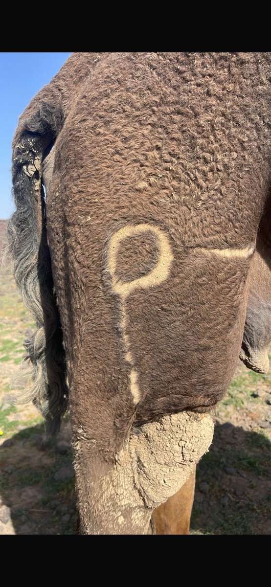 ( الكفة وسم عبس من غطفان ) تتغير الرسوم ولا تتغير الوسوم . وهو اثر  قديم في حرة بني رشيد محافظة الحائط  في بلاد غطفان يعرف بالمذيلات و هوا اثر قديم وقد اتخذته عبس وسماً لها وهو ارث من غطفان وتحتفظ به سلالة عبس في انحاء الوطن العربي .