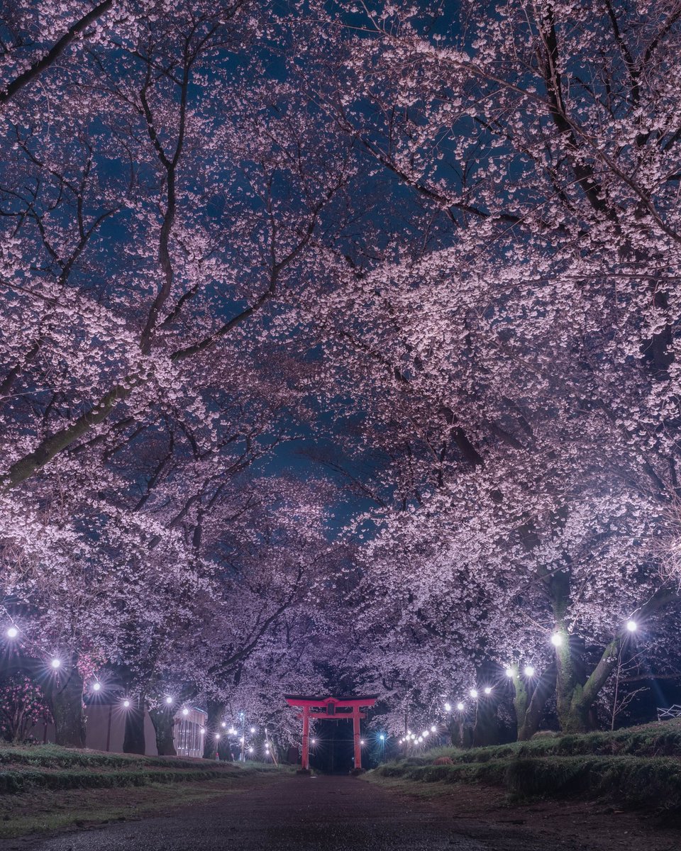 桜と鳥居のコラボが美しい